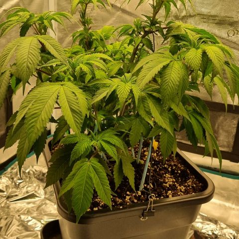 Pineapple Express growlog timeline photo