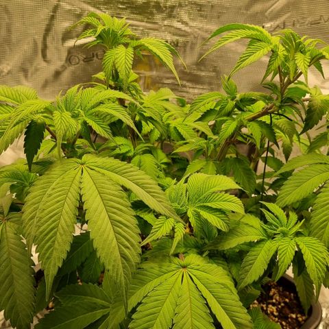 Pineapple Express growlog timeline photo