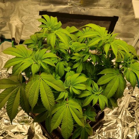 Pineapple Express growlog timeline photo