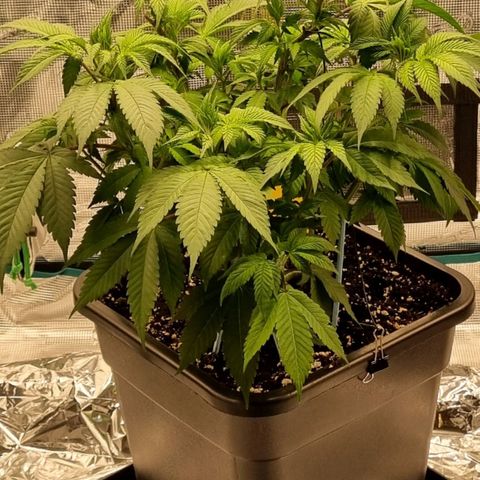 Pineapple Express growlog timeline photo