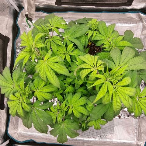 Pineapple Express growlog timeline photo