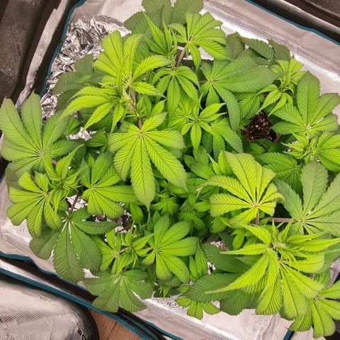 Pineapple Express growlog timeline photo