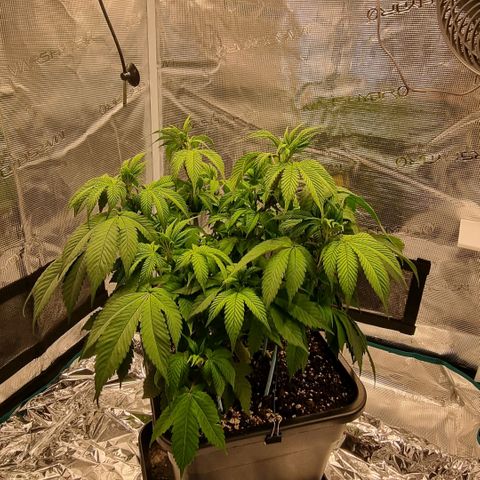Pineapple Express growlog timeline photo