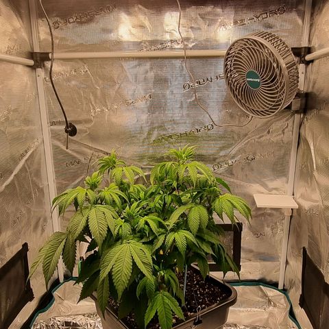 Pineapple Express growlog timeline photo