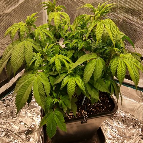 Pineapple Express growlog timeline photo