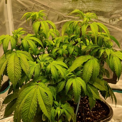 Pineapple Express growlog timeline photo