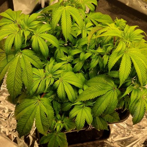 Pineapple Express growlog timeline photo
