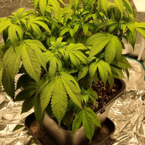 Pineapple Express growlog timeline photo