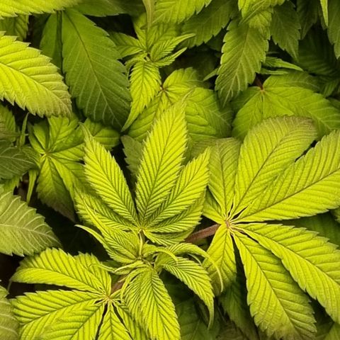 Pineapple Express growlog timeline photo