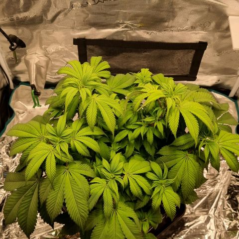 Pineapple Express growlog timeline photo