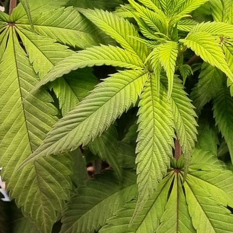 Pineapple Express growlog timeline photo