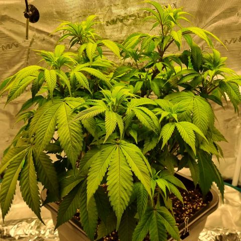 Pineapple Express growlog timeline photo