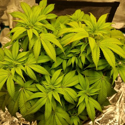 Pineapple Express growlog timeline photo