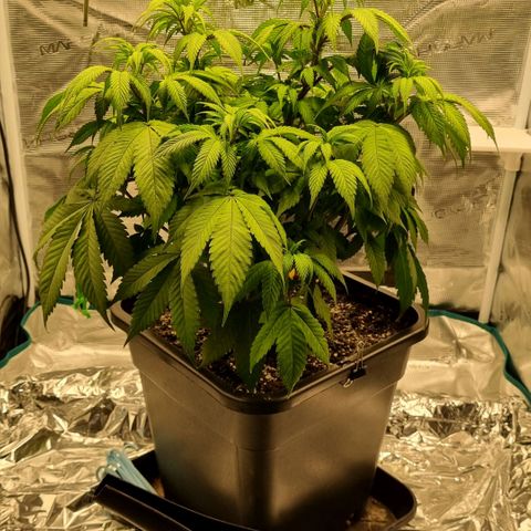 Pineapple Express growlog timeline photo