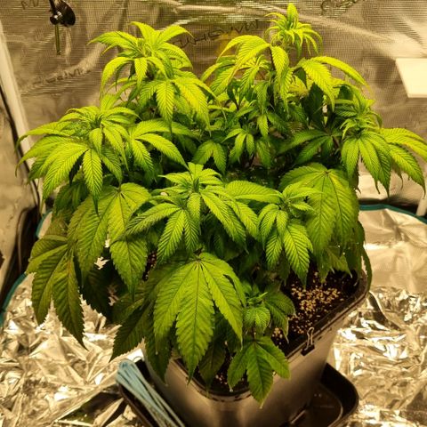 Pineapple Express growlog timeline photo