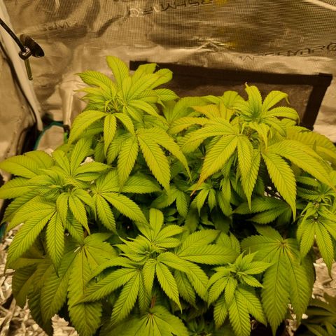 Pineapple Express growlog timeline photo