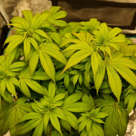Pineapple Express growlog timeline photo