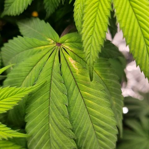 Pineapple Express growlog timeline photo