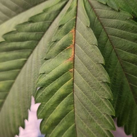 Pineapple Express growlog timeline photo