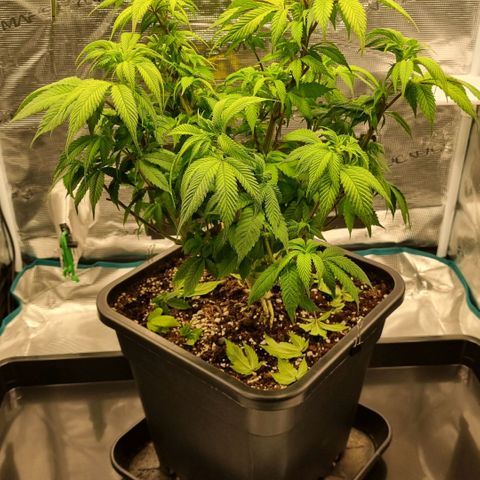 Pineapple Express growlog timeline photo