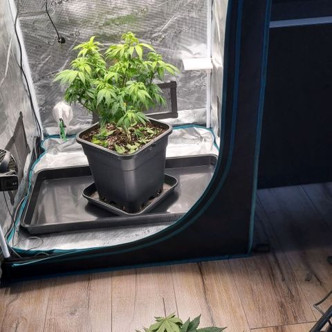 Pineapple Express growlog timeline photo