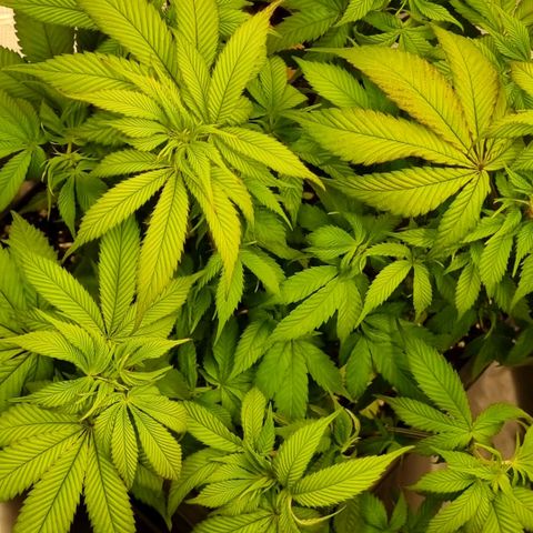 Pineapple Express growlog timeline photo