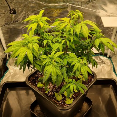 Pineapple Express growlog timeline photo