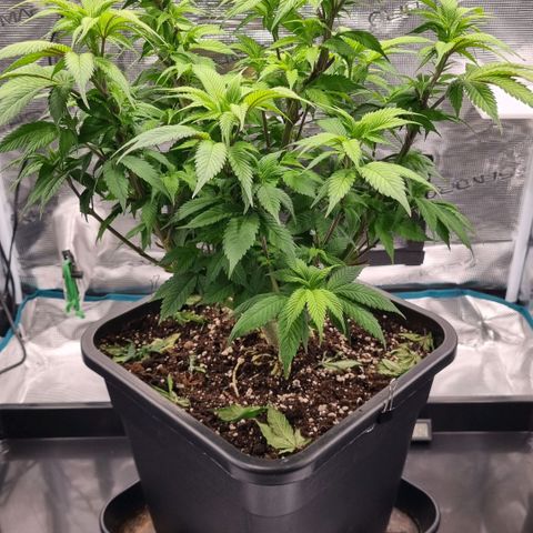 Pineapple Express growlog timeline photo