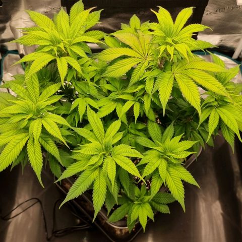 Pineapple Express growlog timeline photo