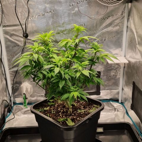 Pineapple Express growlog timeline photo