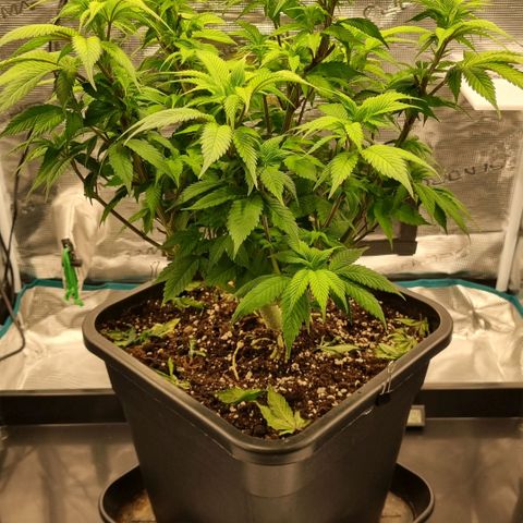 Pineapple Express growlog timeline photo