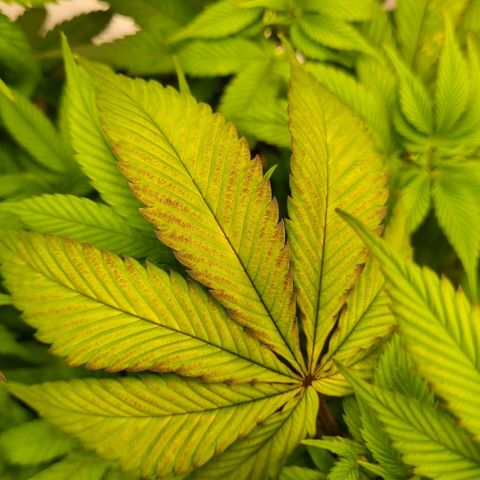 Pineapple Express growlog timeline photo