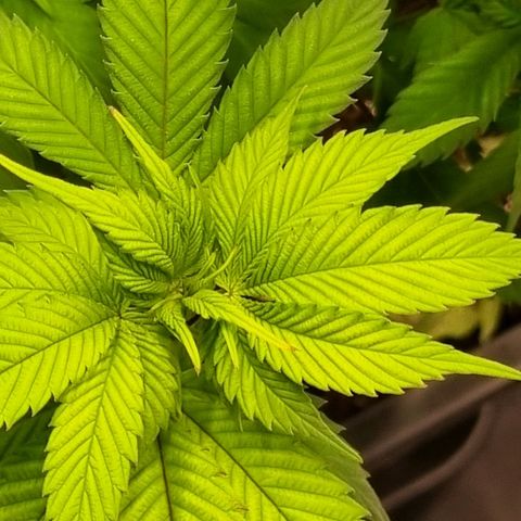 Pineapple Express growlog timeline photo