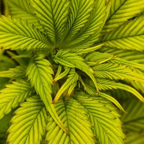 Pineapple Express growlog timeline photo