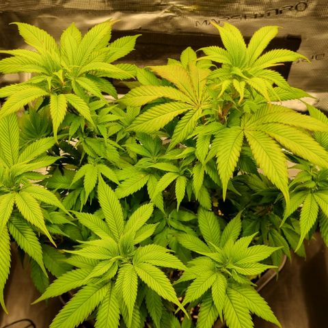 Pineapple Express growlog timeline photo