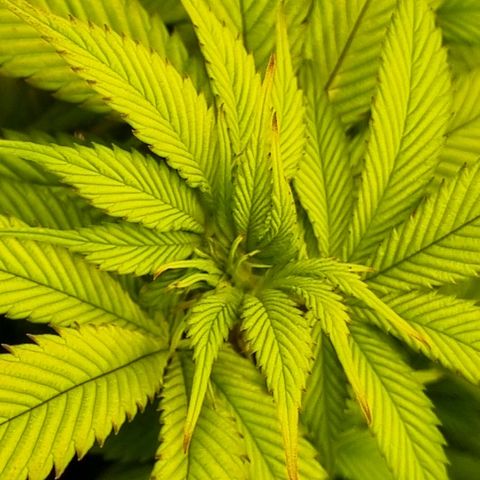 Pineapple Express growlog timeline photo
