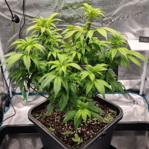 Pineapple Express growlog timeline photo
