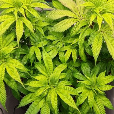 Pineapple Express growlog timeline photo