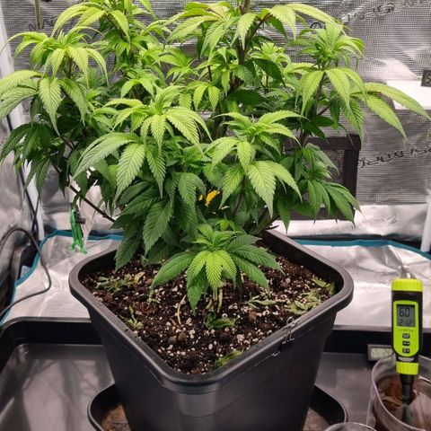 Pineapple Express growlog timeline photo