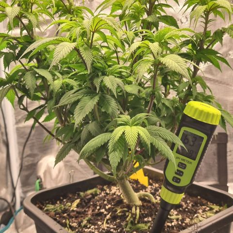 Pineapple Express growlog timeline photo