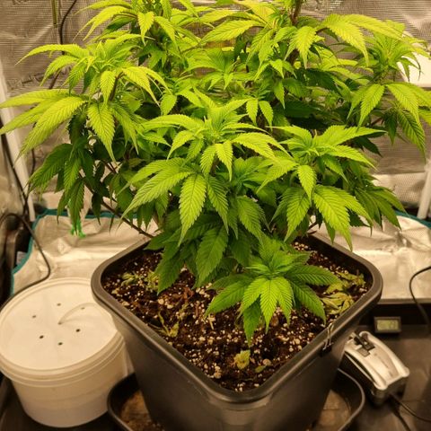 Pineapple Express growlog photo: Blütevorbereitung, Komposttee für Phosphoranreicherung der Erde angesetzt 