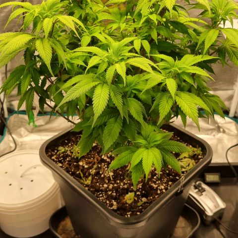 Pineapple Express growlog photo: Blütevorbereitung, Komposttee für Phosphoranreicherung der Erde angesetzt 