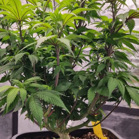 Pineapple Express growlog photo: Blütevorbereitung, Komposttee für Phosphoranreicherung der Erde angesetzt 