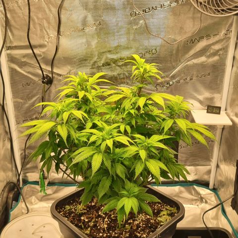 Pineapple Express growlog photo: Blütevorbereitung, Komposttee für Phosphoranreicherung der Erde angesetzt 