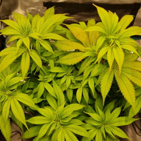 Pineapple Express growlog photo: Blütevorbereitung, Komposttee für Phosphoranreicherung der Erde angesetzt 