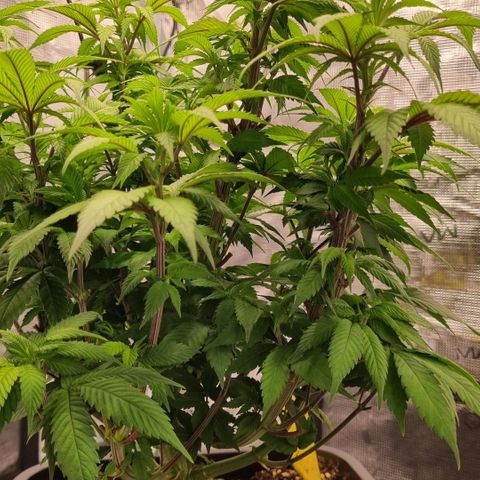 Pineapple Express growlog photo: Blütevorbereitung, Komposttee für Phosphoranreicherung der Erde angesetzt 