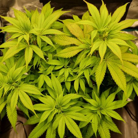 Pineapple Express growlog timeline photo