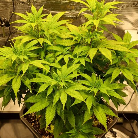 Pineapple Express growlog timeline photo