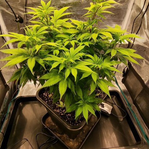 Pineapple Express growlog timeline photo