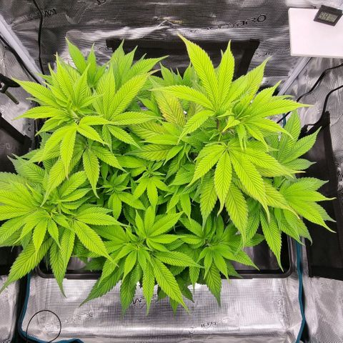 Pineapple Express growlog timeline photo